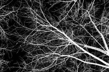 ağaç dalları siluet siyah arka plan üzerine beyaz