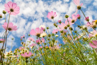 Cosmos çiçekler, görüntülemek aşağıdan gökyüzüne doğru