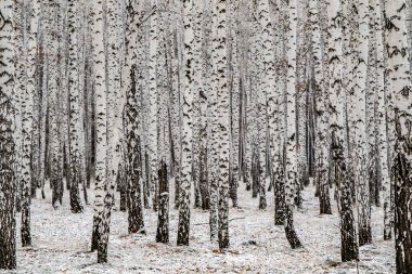 İlk kar huş ağacı orman manzara kış