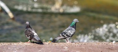 yabani güvercin doğa şehir