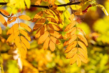 Doğa Sonbahar Ağaç ashberry parlak renkler