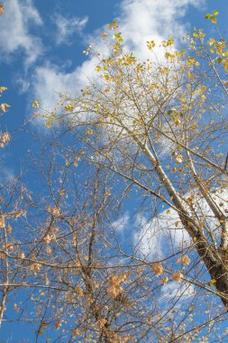 Sonbahar ağaç dalları göğe görüntüle
