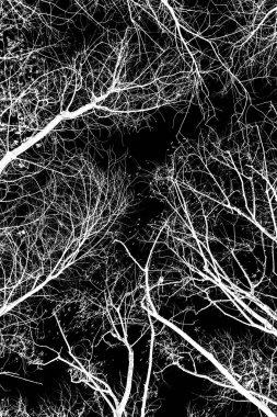 ağaç dalları siluet siyah arka plan üzerine beyaz