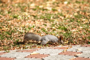 çimenlerin üzerinde sonbahar ormandaki sincap