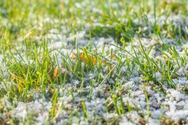 yeşil çim kar arka plan bokeh bulanık