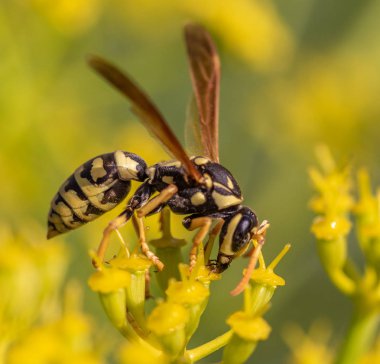 yaban arısı yakın çekim defocused sarı bir çiçek
