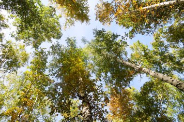 huş ağacı orman manzaralı gökyüzüne Sonbahar Doğa