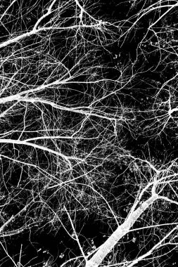 ağaç dalları siluet siyah arka plan üzerine beyaz