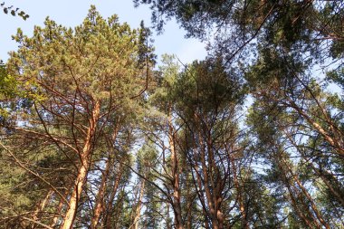 çam ormanı görünümünden alt gökyüzü