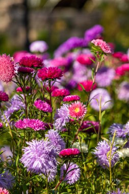 parlak sonbahar çiçek doğa manzara
