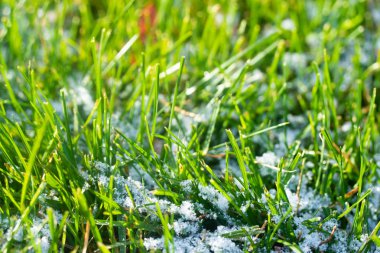 yeşil çim kar arka plan bokeh bulanık