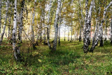 Sarı huş ağacı orman, geç sonbahar doğa manzara