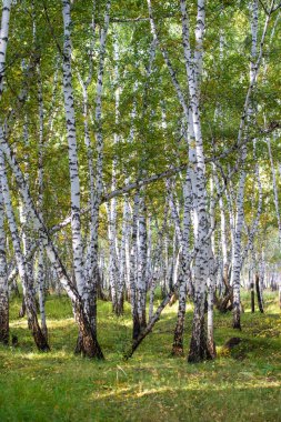 Sarı huş ağacı orman, geç sonbahar doğa manzara