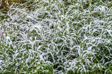 kar uzun boylu yeşil çim