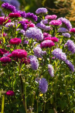 parlak sonbahar çiçek doğa manzara