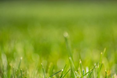 yeşil çim bokeh arka plan bulanık