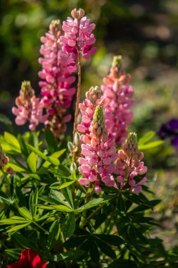 Lupinus çiçek yeşil yeşillik doğa ile parlak