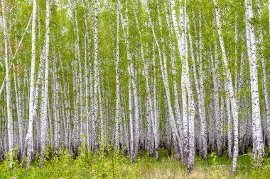 yeşil bahar huş ağacı orman, peyzaj