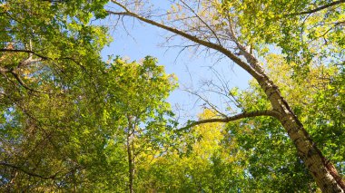 ağaç görünümünü aşağıdan gökyüzüne sonbahar manzara bırakır