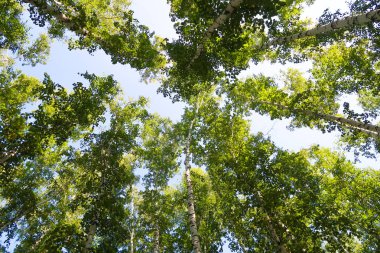orman manzaralı aşağıdan gökyüzüne huş ağacı