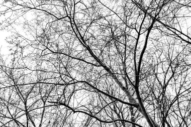 Beyaz arkaplanda ağaç dalları silueti