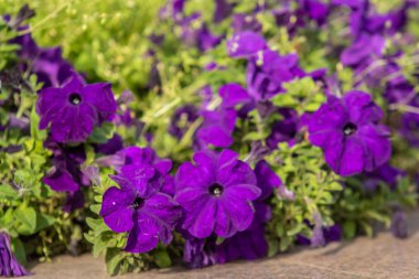 birçok marigolds küçük çiçekler