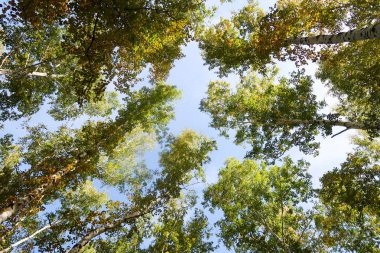 huş ağacı orman manzaralı gökyüzüne Sonbahar Doğa
