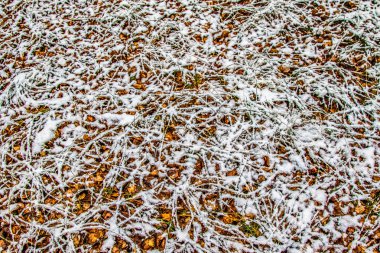 kar uzun boylu yeşil çim