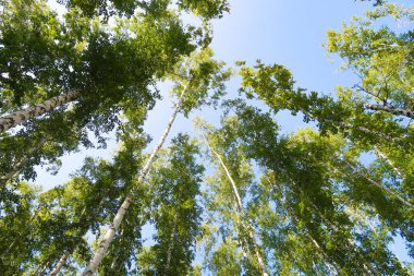 orman manzaralı aşağıdan gökyüzüne huş ağacı