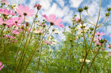 Cosmos çiçekler, görüntülemek aşağıdan gökyüzüne doğru