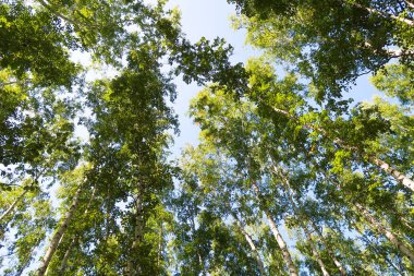orman manzaralı aşağıdan gökyüzüne huş ağacı