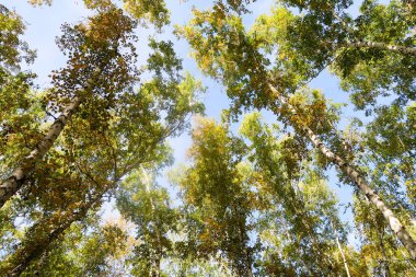 huş ağacı orman manzaralı gökyüzüne Sonbahar Doğa