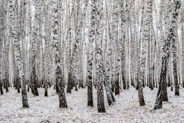 İlk kar huş ağacı orman manzara kış