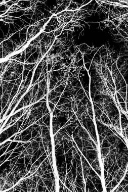 ağaç dalları siluet siyah arka plan üzerine beyaz