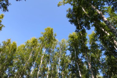 orman manzaralı aşağıdan gökyüzüne huş ağacı