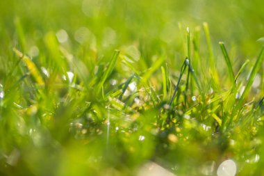 yeşil çim bokeh arka plan bulanık