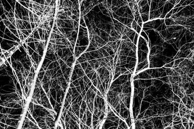 ağaç dalları siluet siyah arka plan üzerine beyaz