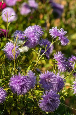 parlak sonbahar çiçek doğa manzara