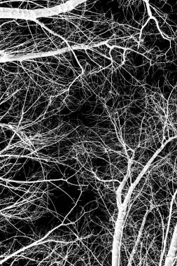 ağaç dalları siluet siyah arka plan üzerine beyaz