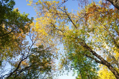 ağaç görünümünü aşağıdan gökyüzüne sonbahar manzara bırakır