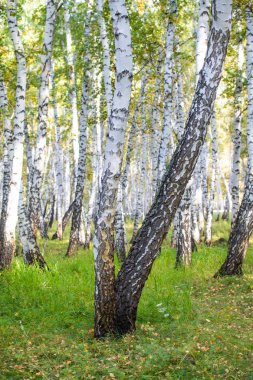 Sarı huş ağacı orman, geç sonbahar doğa manzara