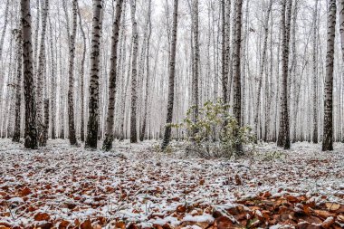 sonbahar manzara bir huş ormandaki ilk kar