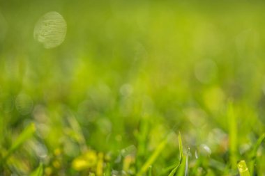 yeşil çim bokeh arka plan bulanık