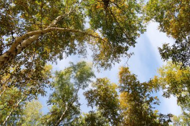 huş ağacı orman manzaralı gökyüzüne Sonbahar Doğa