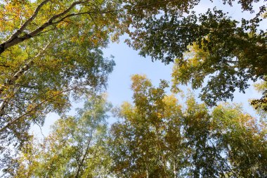 huş ağacı orman manzaralı gökyüzüne Sonbahar Doğa