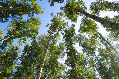 orman manzaralı aşağıdan gökyüzüne huş ağacı