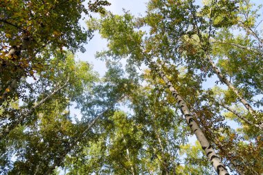 huş ağacı orman manzaralı gökyüzüne Sonbahar Doğa
