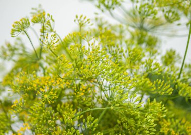 dereotu blooms portre üzerinde arka plan bulanık 