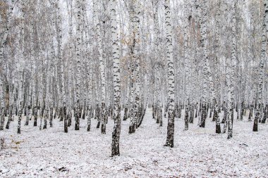 İlk kar huş ağacı orman manzara kış
