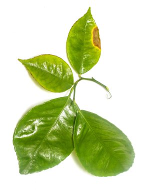 Beyaz arkaplanda yeşil yaprak